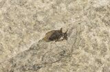 Fossil March Fly (Plecia) - Green River Formation #67639-2